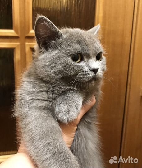 Экзотическая короткошерстная кошка