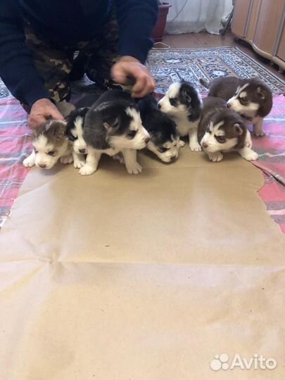 Щенки сибирской хаски