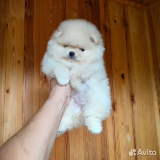 Померанский шпиц мини