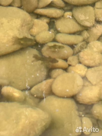 Золотые рыбки