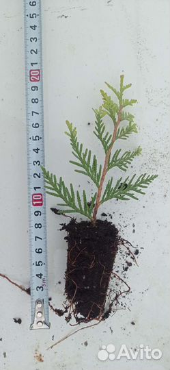 Туя западная Смарагд