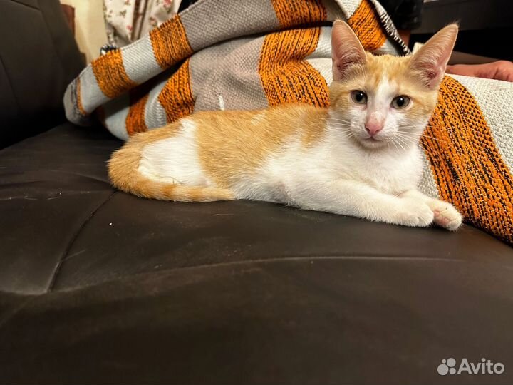 Кошка в дар