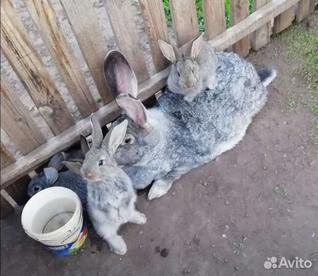 Кролики