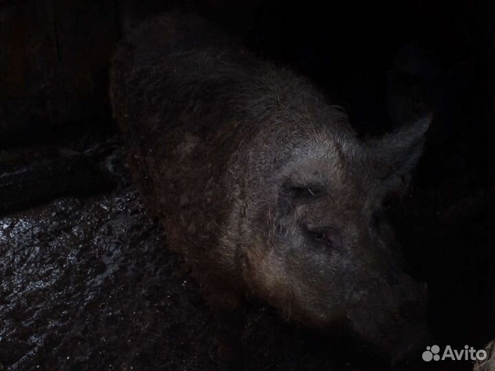 Поросята мангалица