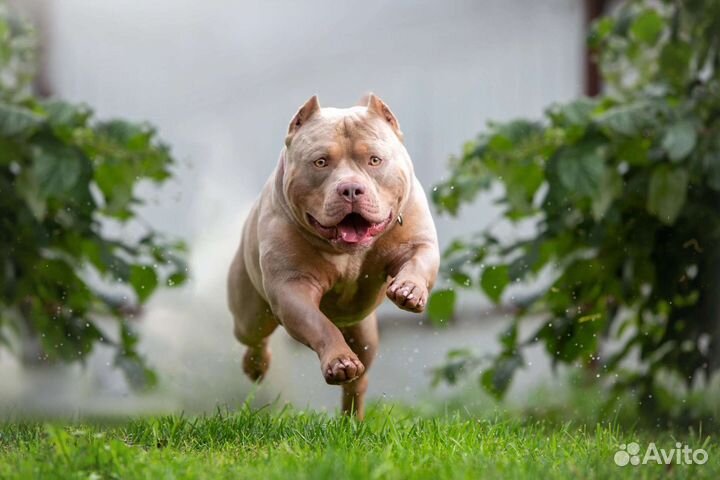 Американский булли вязка