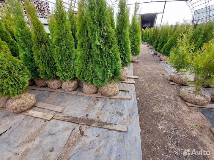 Туя западная Брабант Смарагд Холмструп Кедр Сосна