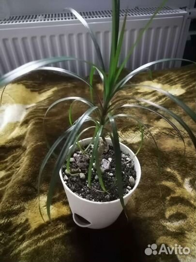 Пальма драцена