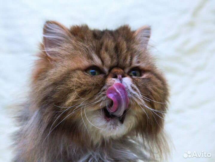 Персидский котик Маффин