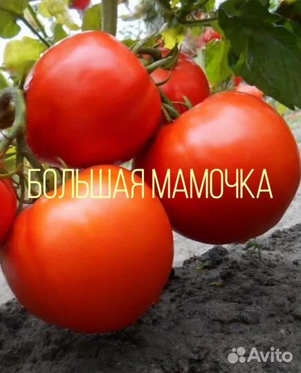 Рассада томаты