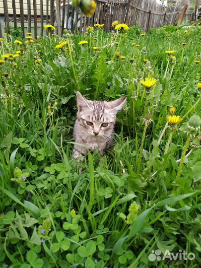 Отдам котят