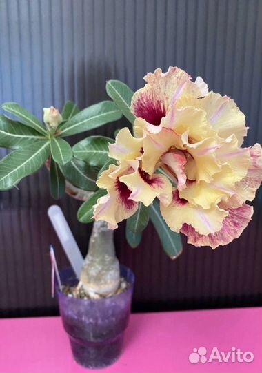 Цветущие сортовые Адениум