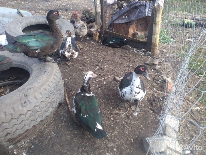 Утки, индоутки