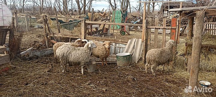 Овцы бараны