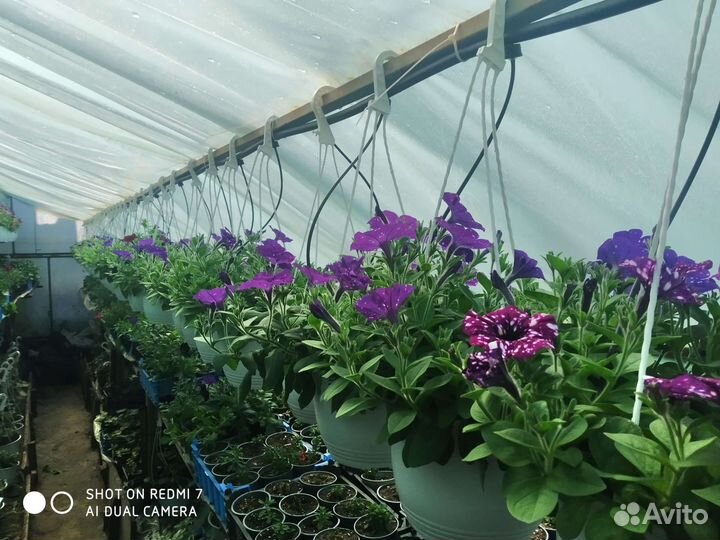 Петуния ампельная в кашпо