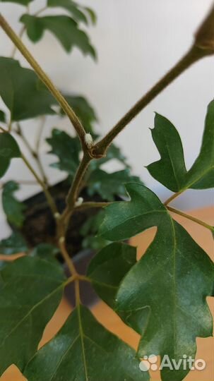 Циссус Элен Даника