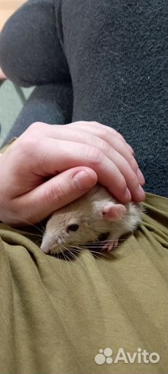 Крыса в добрые руки