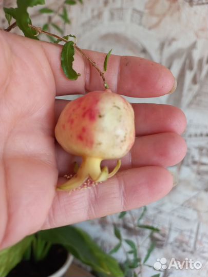 Гранат комнатный, мирт