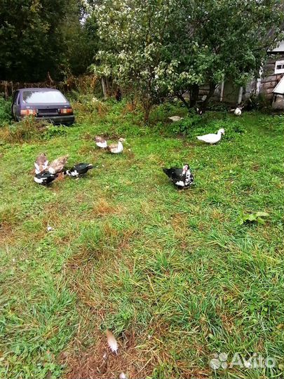 Мускусные утки