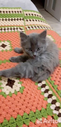 Кошки в добрые руки бесплатно