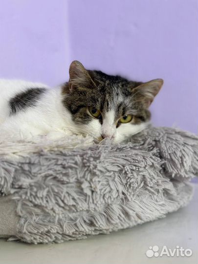 Котёнок без хвоста и сапог, но в штанах