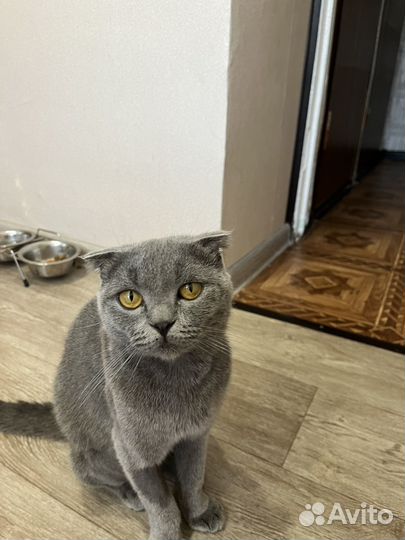 Вислоухая кошка бесплатно