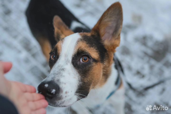 Щенок в добрые руки