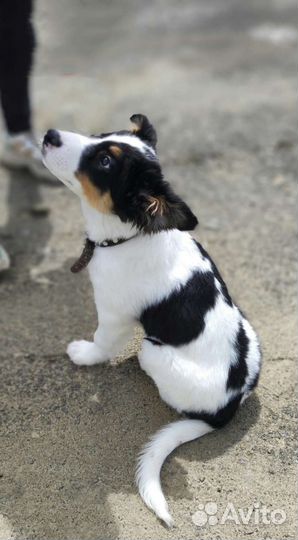 Щенок в добрые руки