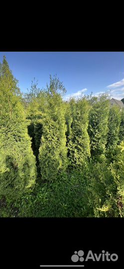 Туи, голубая ель, буксусы