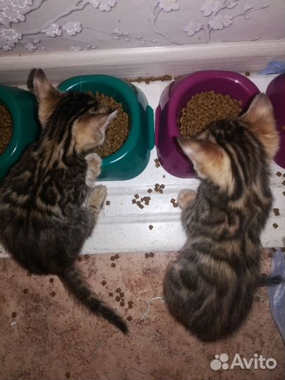 Бенгальская кошка