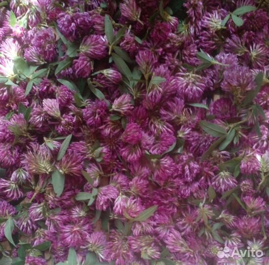 Клевер красный