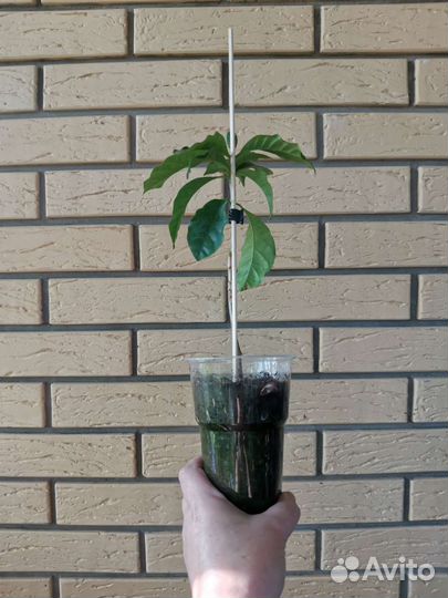 Саженцы кофе Арабика