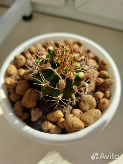 Продаю кактус