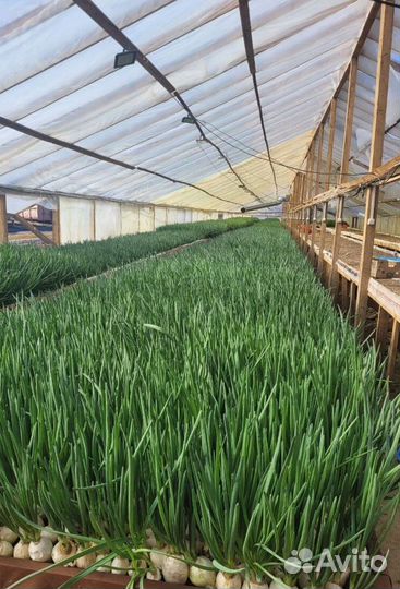 Лук зеленый свежей срезки LUK-5513