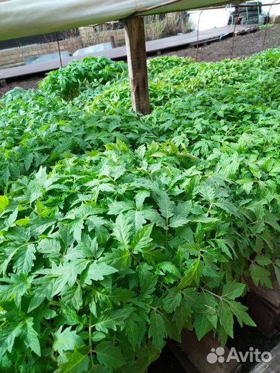 Рассада овощей