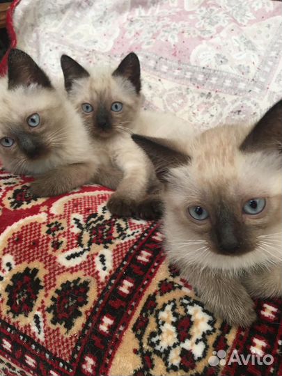 Сиамские котята