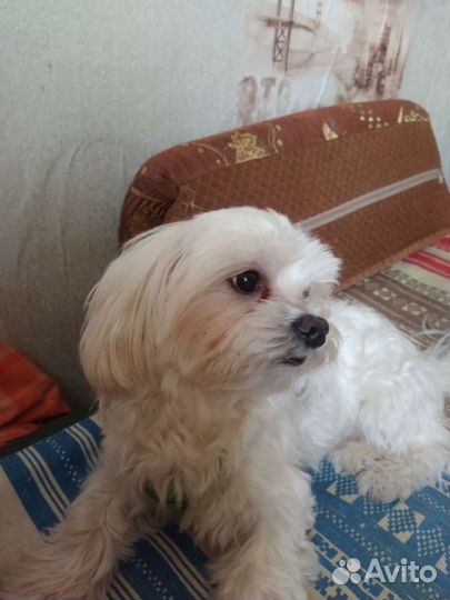 Мальтезе вязка