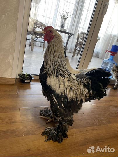 Петух Брама