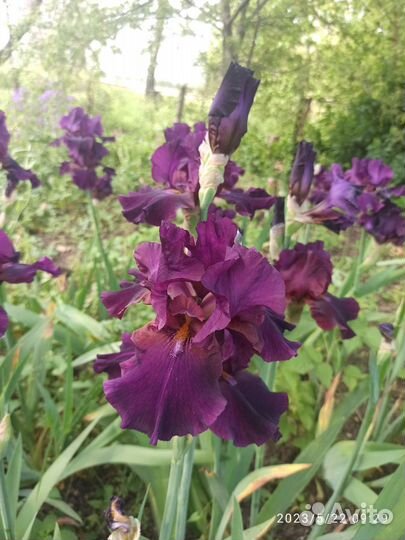 Ирисы бородатые