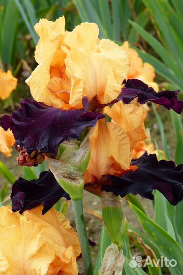 Ирисы сортовые