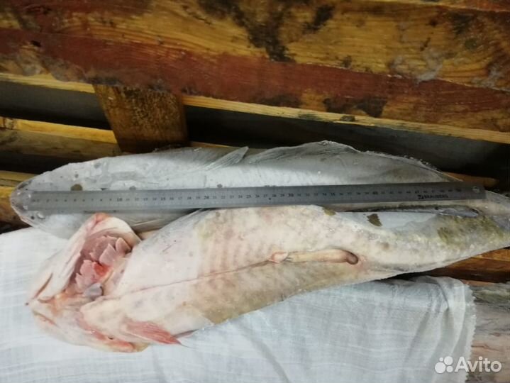 Налим потрошеный с головой