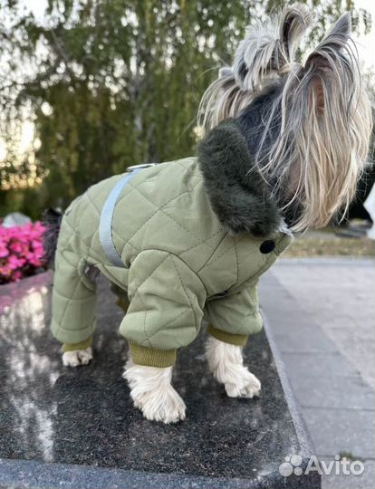 Одежда для собак мелких пород