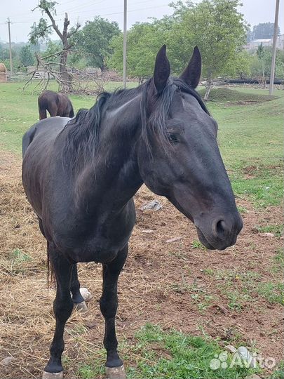 Карачаевский жеребец