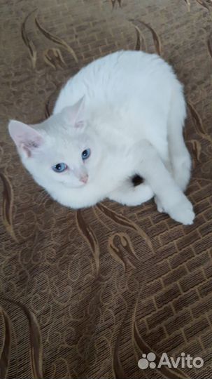 Отдам в добрые руки мальчик котенок
