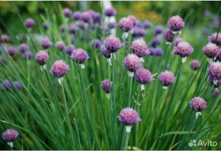 Многолетние растения