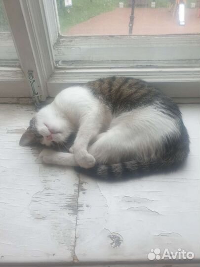 Кошка в дар бесплатно