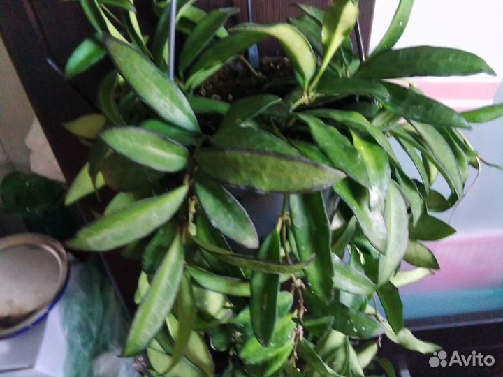 Фикус шривериана кустистый и хойя росита
