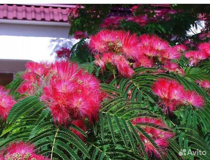 Декоративные деревья