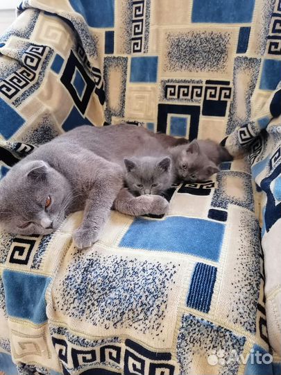 Британские котята