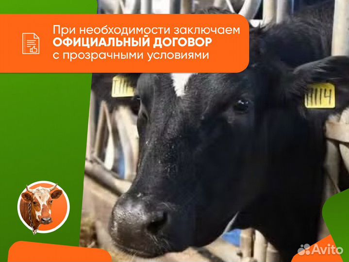 Узи на стельность крс