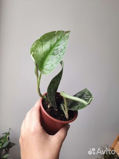 Сциндапсус пиктус треби